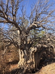 Sesamothamnus lugardii