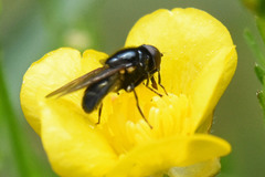 Cheilosia albitarsis