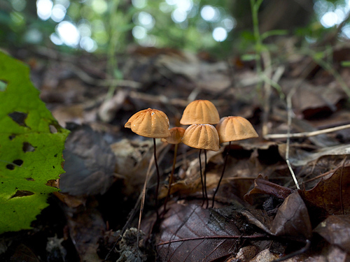 Marasmius siccus