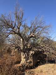 Sesamothamnus lugardii
