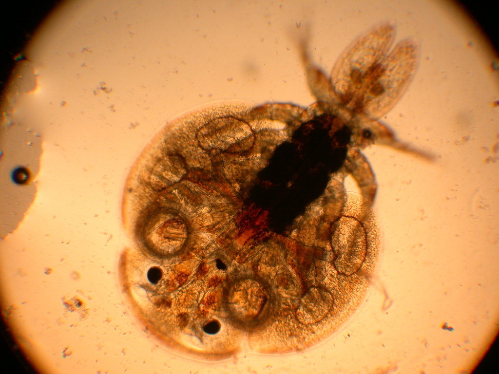 Fish Lice