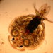 Fish Lice - Photo (c) Chris Blanar, some rights reserved (CC BY-NC)