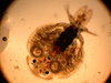 Fish Lice - Photo (c) Chris Blanar, some rights reserved (CC BY-NC)