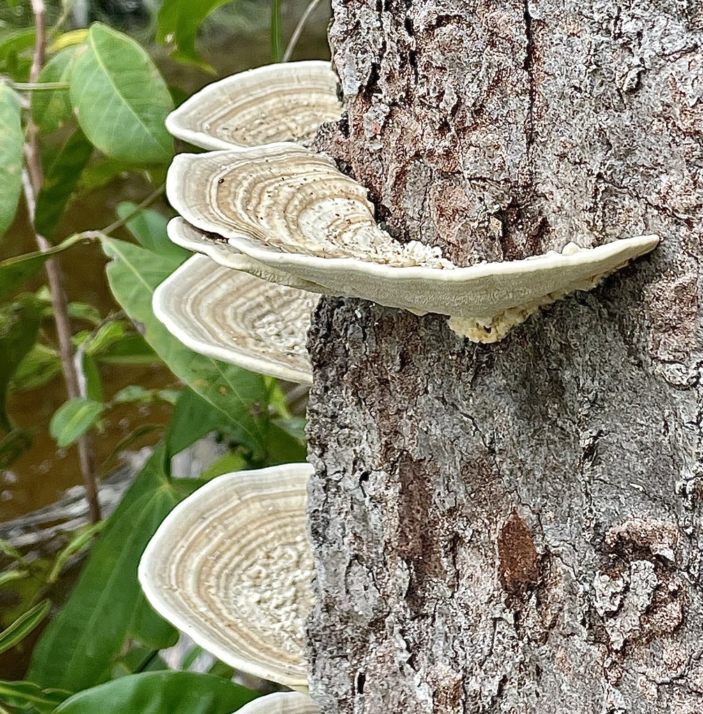 Trametes menziesii · August 2024 · photo: © aparrot1 (iNaturalist, cc0)