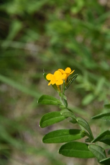 Lithospermum canescens