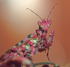Pseudocreobotra ocellata