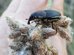 Sphenophorus aequalis