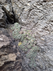 Saxifraga valdensis, photograph (c) Lorenzo Martin, some rights reserved (CC BY)