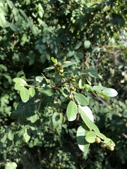 Phyllanthus reticulatus reticulatus