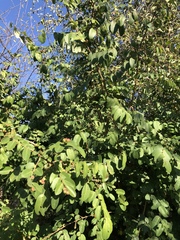 Phyllanthus reticulatus reticulatus