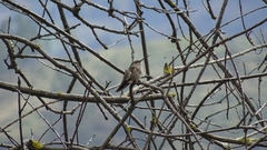 Thaumasius taczanowskii