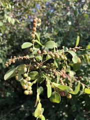 Phyllanthus reticulatus reticulatus