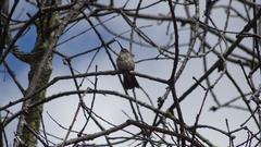 Thaumasius taczanowskii