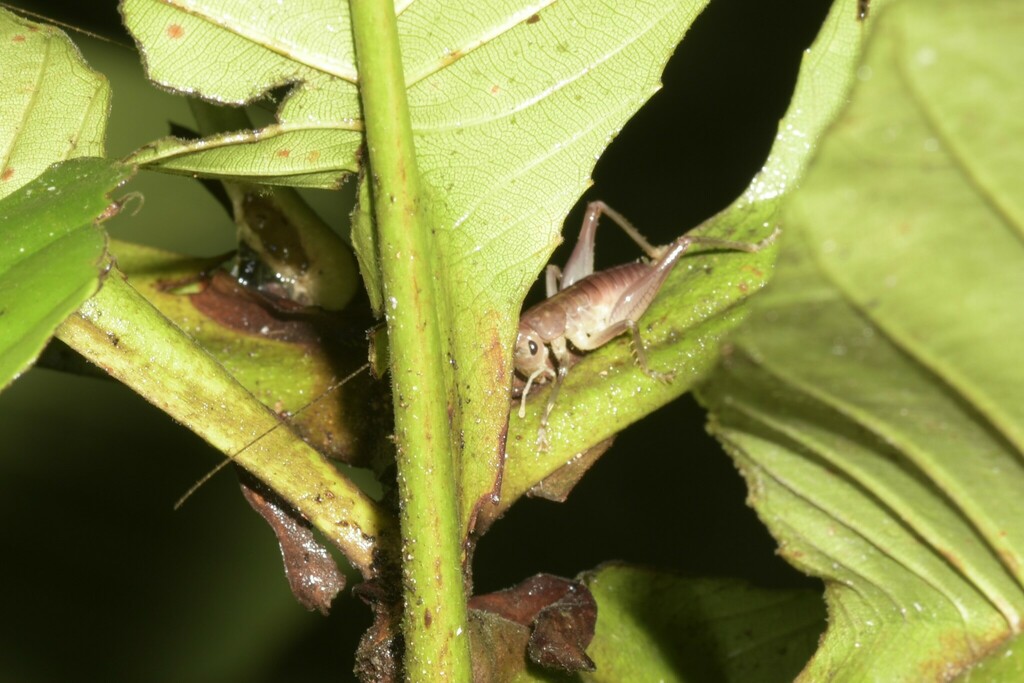 Koothadi Insect Katydids, wētā, and allies from 马来西亚砂拉越库巴国家公园 on August 11, 2024 at 08: ...