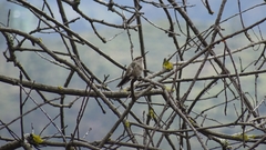 Thaumasius taczanowskii