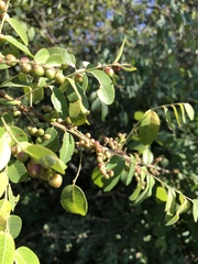 Phyllanthus reticulatus reticulatus