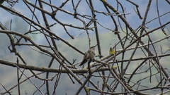 Thaumasius taczanowskii