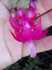 Schlumbergera buckleyi