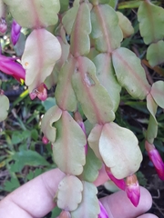 Schlumbergera buckleyi