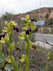 Ophrys fusca