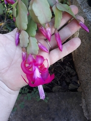 Schlumbergera buckleyi