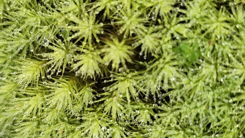 Image of Breutelia affinis by (c) Rosalie Lawrence, some rights reserved (CC BY)