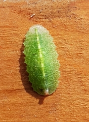 Epistrophe nitidicollis