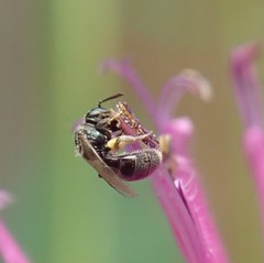 Lasioglossum imitatum