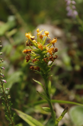 Image of Platanthera cristata by (c) Alex Karasoulos, some rights reserved (CC BY)