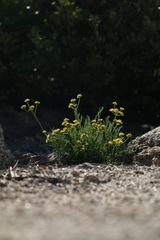 Lomatium torreyi