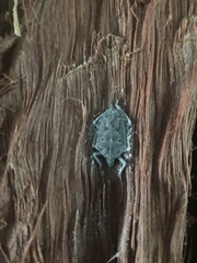 Peltasticus punctatus