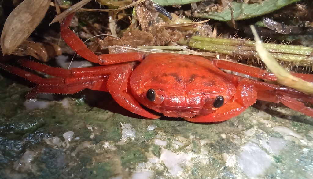 Phricotelphusa