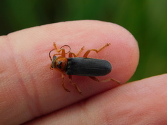 Cantharis annularis