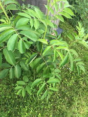 Sambucus canadensis