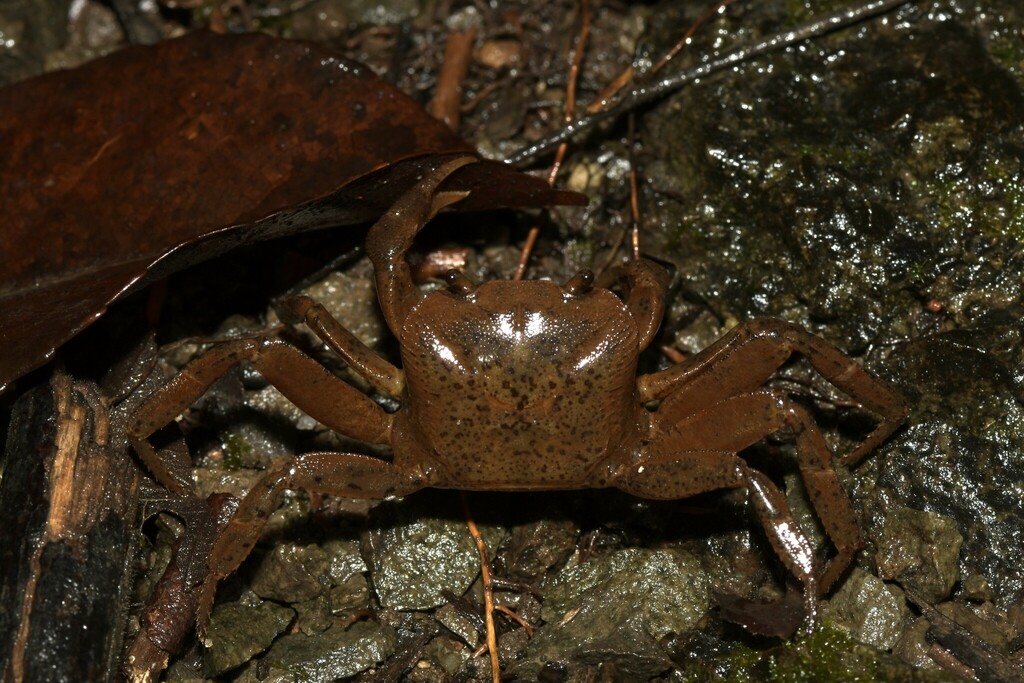Perithelphusa lehi