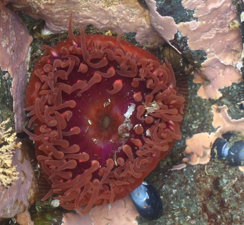 Epiactis lisbethae