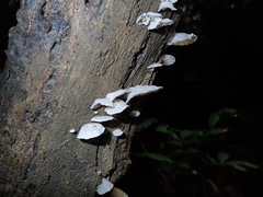 Hohenbuehelia reniformis