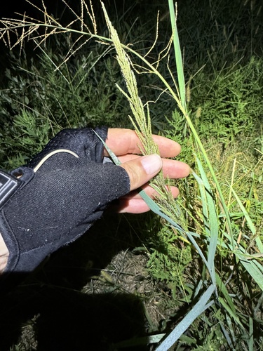 Nealley's Sprangletop (Dinebra nealleyi)