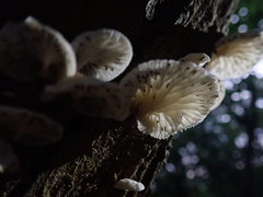 Hohenbuehelia reniformis