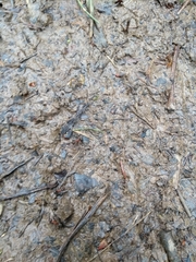 Formica polyctena × rufa