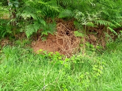 Formica polyctena × rufa