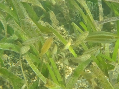 Siganus spinus