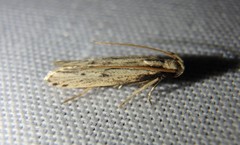 Spinitibia hodgesi
