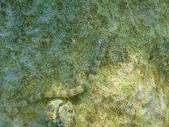 Corythoichthys intestinalis