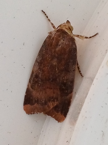 Lesser Broad-bordered Yellow Underwing, Tilehurst, Reading, UK, photo 5 of 10