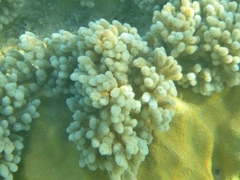 Klyxum