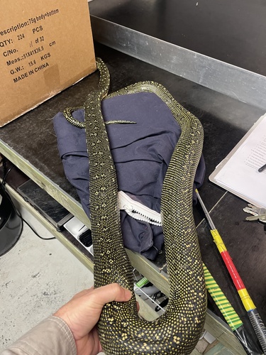 Diamond Python sighting