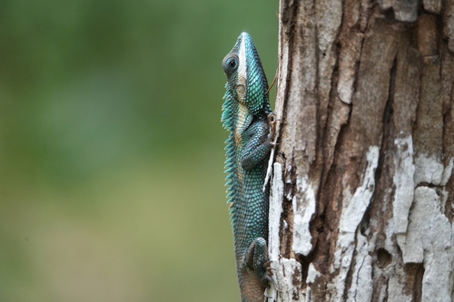 Siamese Blue Crested Lizard