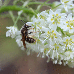Andrena astragali