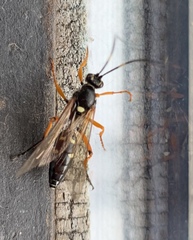 Ichneumonidae